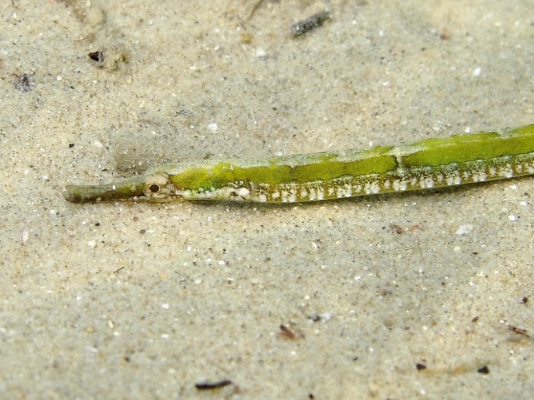 Syngnathus abaster